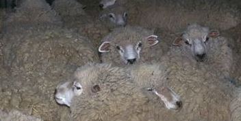 Bulu wol pada domba membuat domba secara alamiah tahan terhadap hawa dingin.